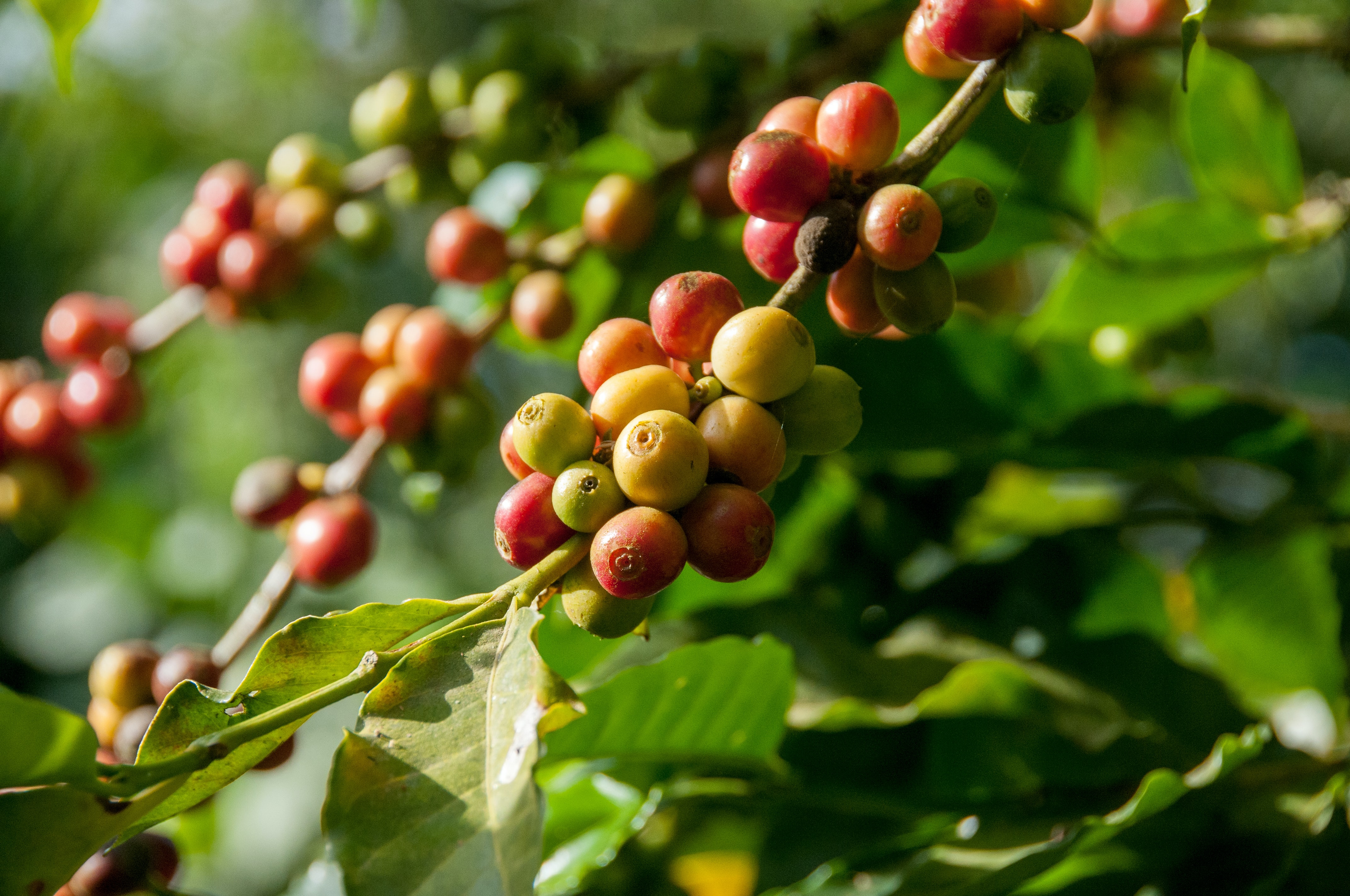 Coffe plant